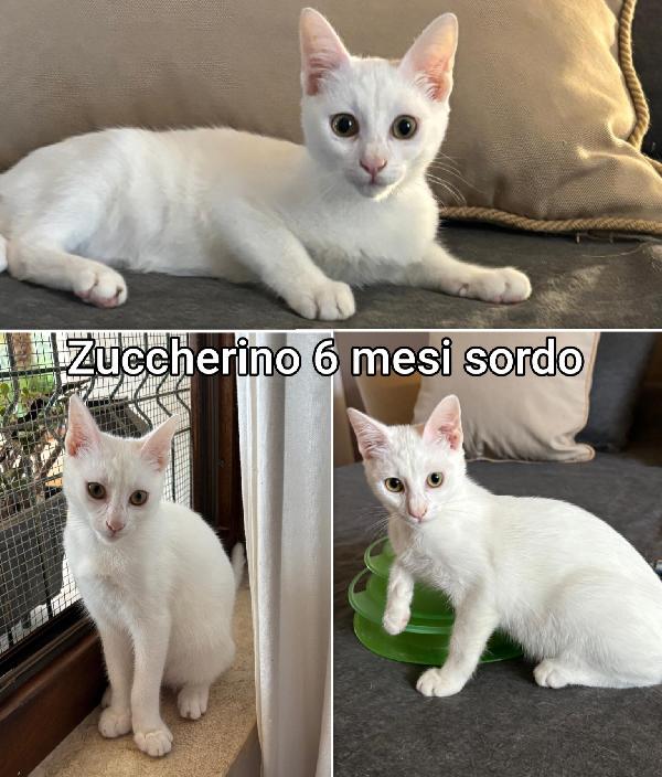 DOLCISSIMI MICETTI Foto 4