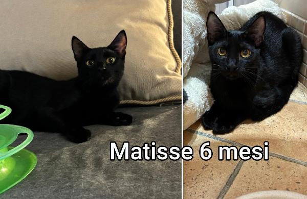 DOLCISSIMI MICETTI Foto 5