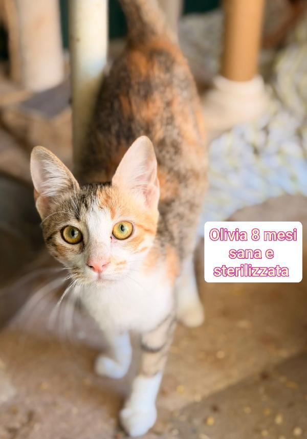 ADOTTA UN GATTINO Foto 9