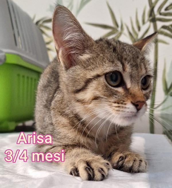 ADOTTA UN GATTINO Foto 10