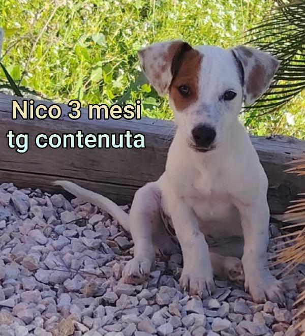 SALVA UN CUCCIOLO! Foto 2