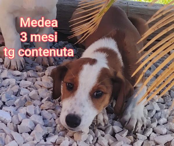 SALVA UN CUCCIOLO! Foto 3