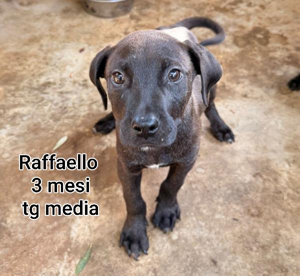 SALVA UN CUCCIOLO! Foto 11