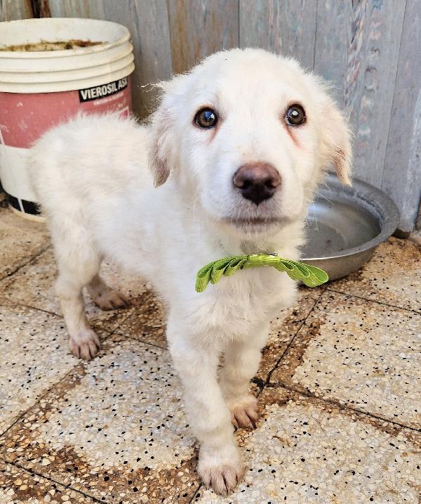 Gli Occhi Di Mario Parlano..adottabile In Tutta Italia!