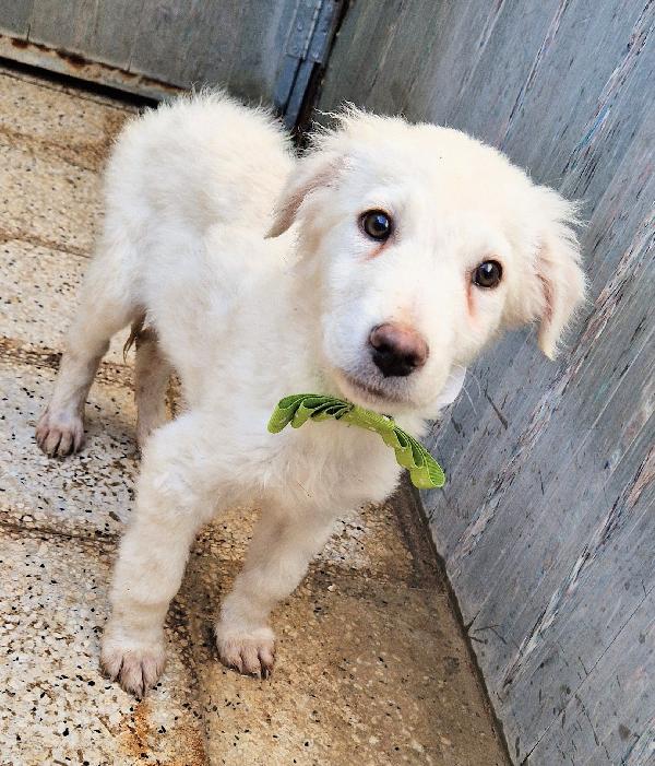 GLI OCCHI DI MARIO PARLANO..ADOTTABILE IN TUTTA ITALIA! Foto 2