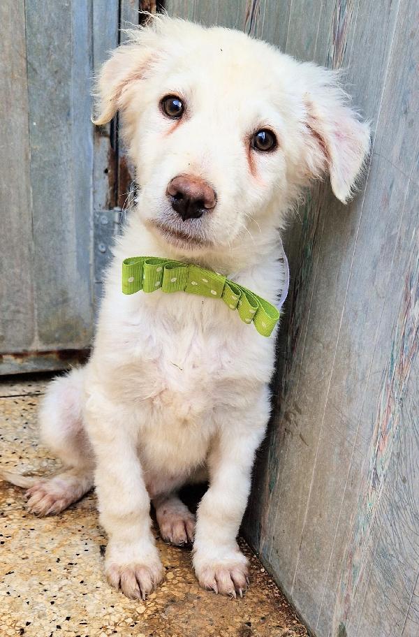 GLI OCCHI DI MARIO PARLANO..ADOTTABILE IN TUTTA ITALIA! Foto 3