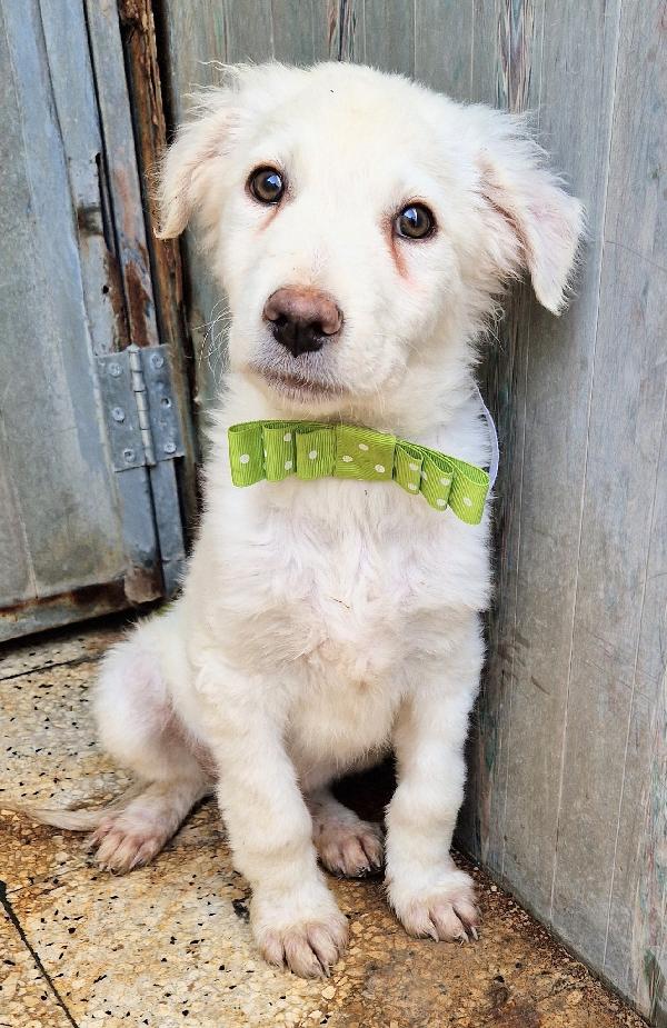 GLI OCCHI DI MARIO PARLANO..ADOTTABILE IN TUTTA ITALIA! Foto 4