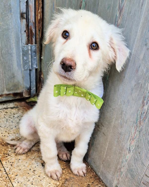 GLI OCCHI DI MARIO PARLANO..ADOTTABILE IN TUTTA ITALIA! Foto 5