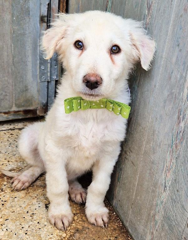 GLI OCCHI DI MARIO PARLANO..ADOTTABILE IN TUTTA ITALIA! Foto 6