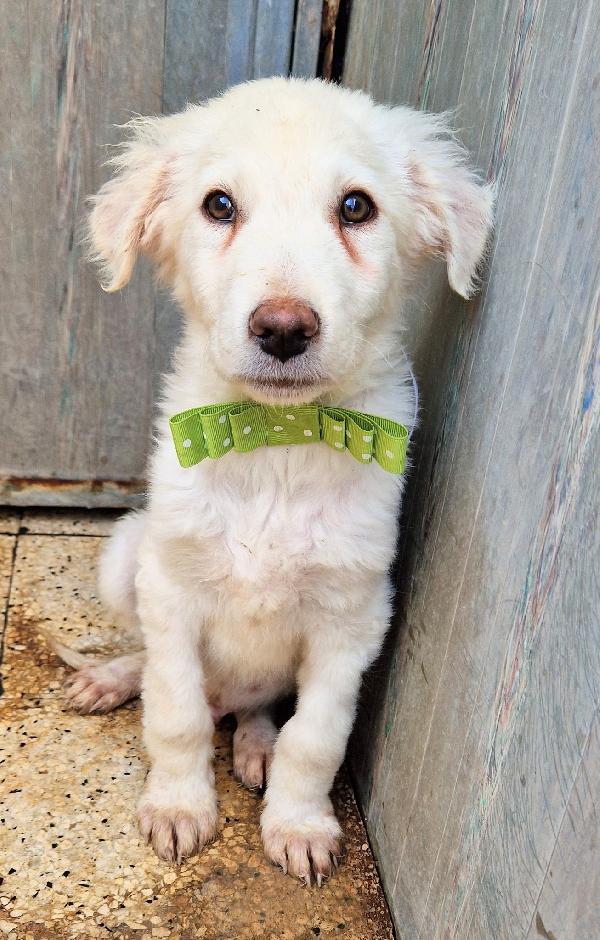 GLI OCCHI DI MARIO PARLANO..ADOTTABILE IN TUTTA ITALIA! Foto 7