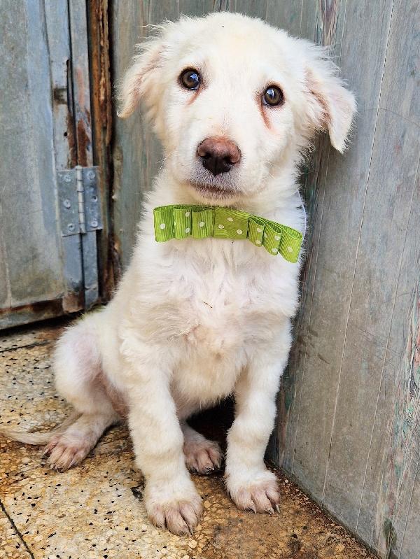 GLI OCCHI DI MARIO PARLANO..ADOTTABILE IN TUTTA ITALIA! Foto 8