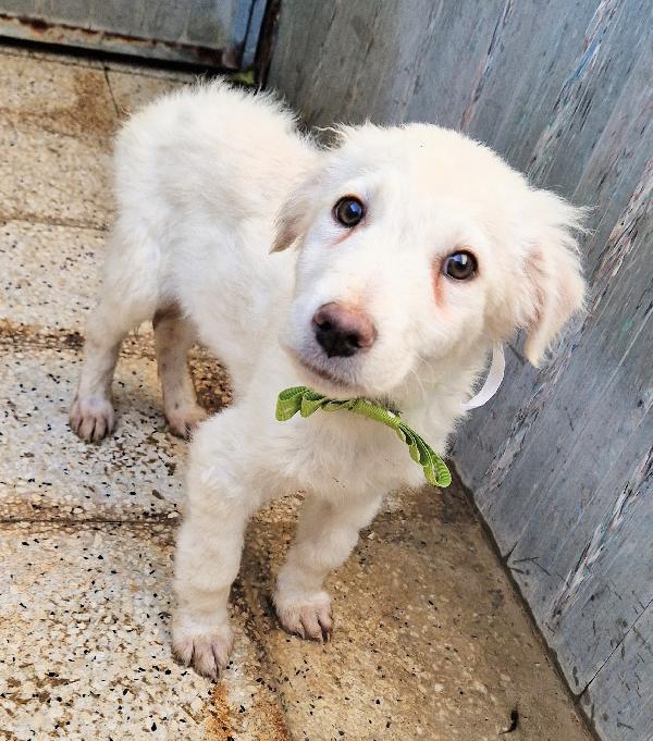 GLI OCCHI DI MARIO PARLANO..ADOTTABILE IN TUTTA ITALIA! Foto 9