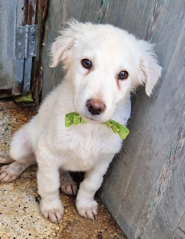 GLI OCCHI DI MARIO PARLANO..ADOTTABILE IN TUTTA ITALIA! Foto 10
