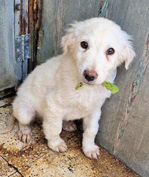 GLI OCCHI DI MARIO PARLANO..ADOTTABILE IN TUTTA ITALIA! Foto 11