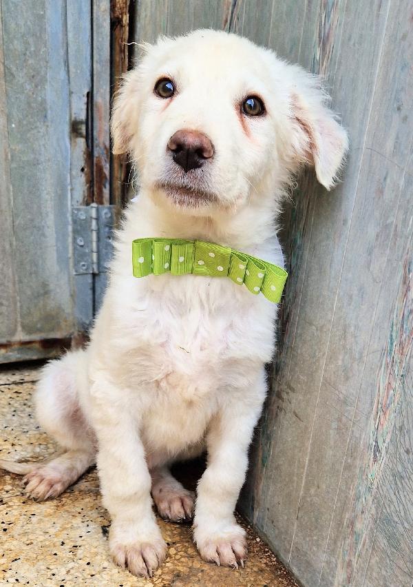 GLI OCCHI DI MARIO PARLANO..ADOTTABILE IN TUTTA ITALIA! Foto 12