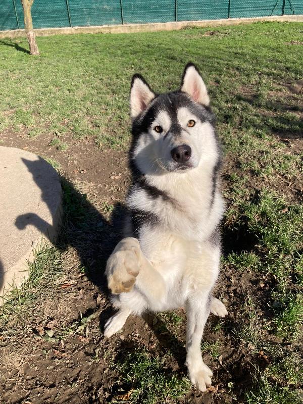 Max Siberian Husky 
