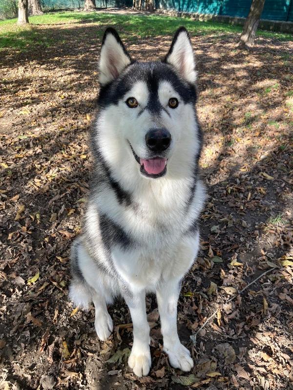 MAX SIBERIAN HUSKY  Foto 2