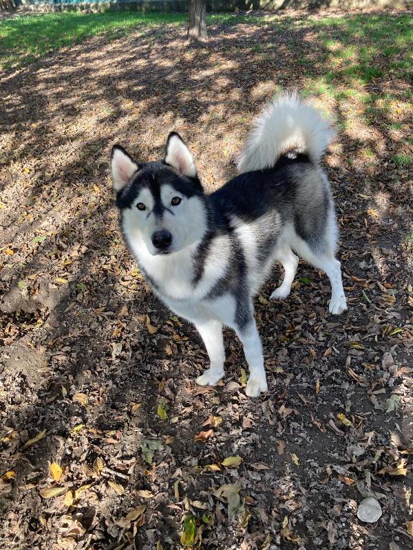 MAX SIBERIAN HUSKY  Foto 3