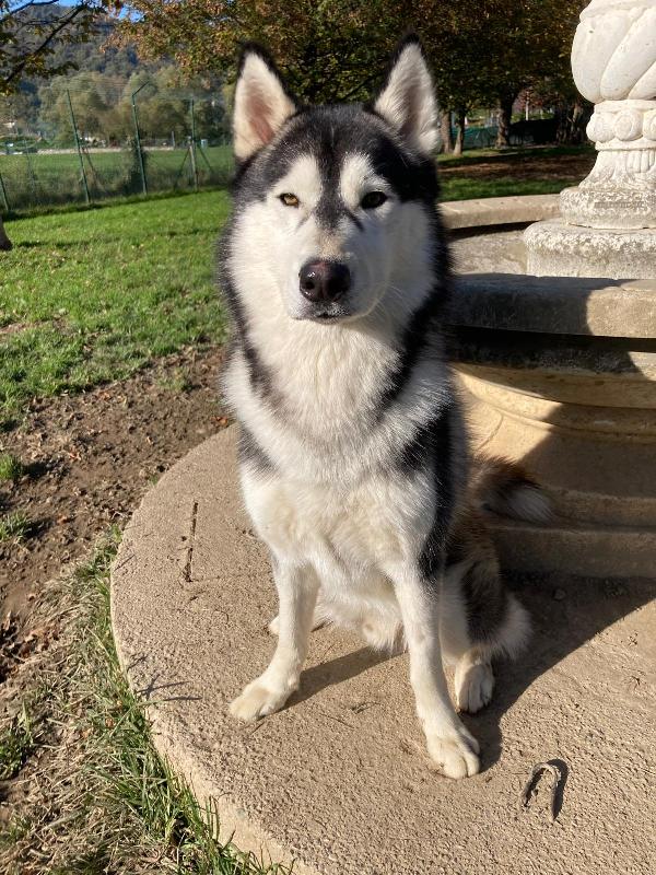 MAX SIBERIAN HUSKY  Foto 4