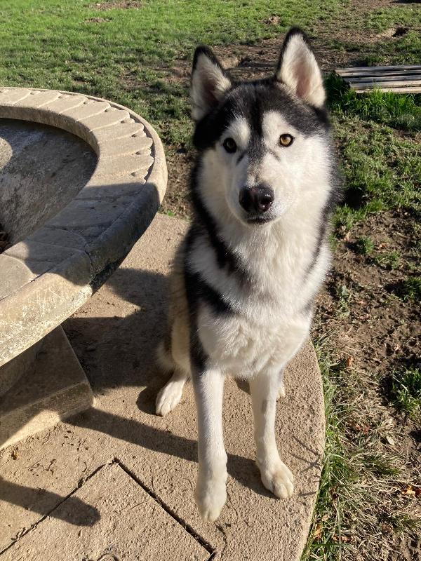 MAX SIBERIAN HUSKY  Foto 5