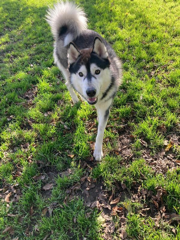 MAX SIBERIAN HUSKY  Foto 6