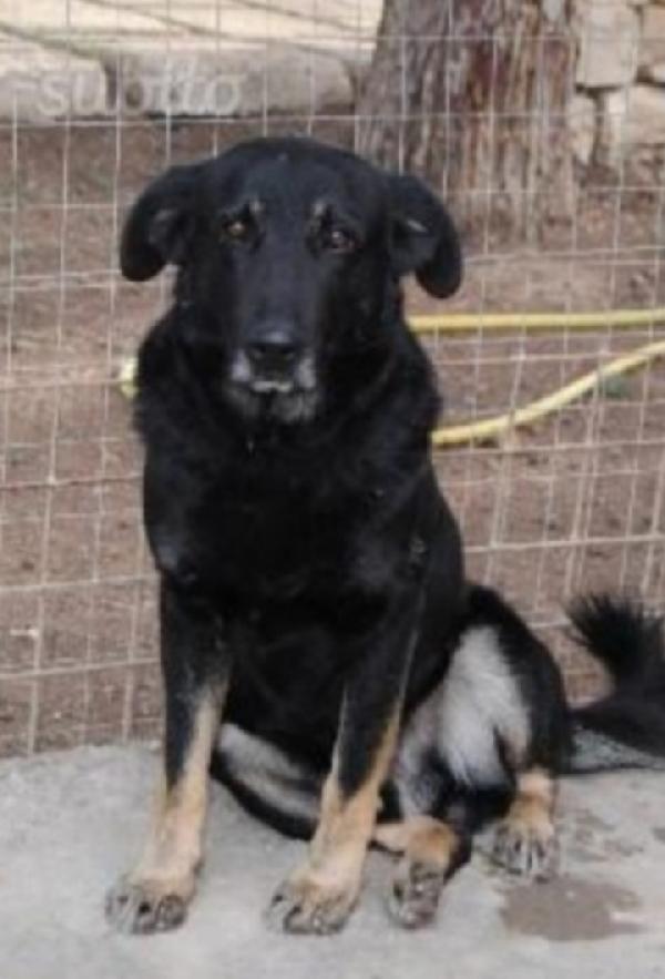 Nato In Canile 13Anni Fa!! Mai Richiesta.puglia