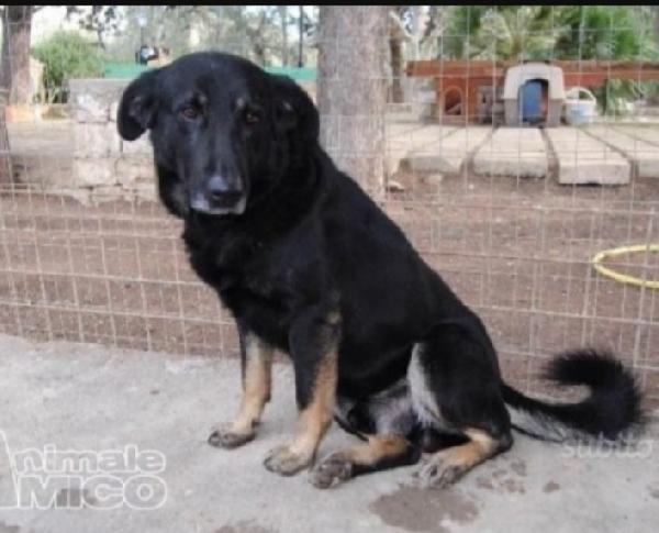 Nato in canile 13ANNI FA!! MAI RICHIESTA.PUGLIA Foto 2