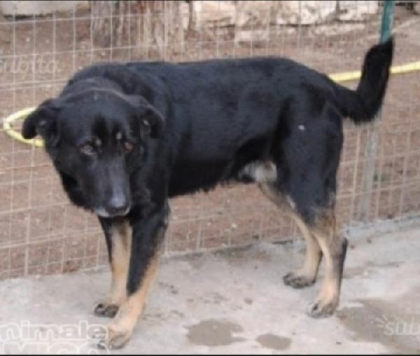 Nato in canile 13ANNI FA!! MAI RICHIESTA.PUGLIA Foto 3