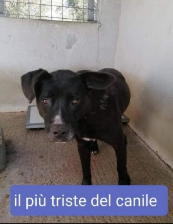 Aston Molossino Nero 4Anni Da Cucciolo In Box! 