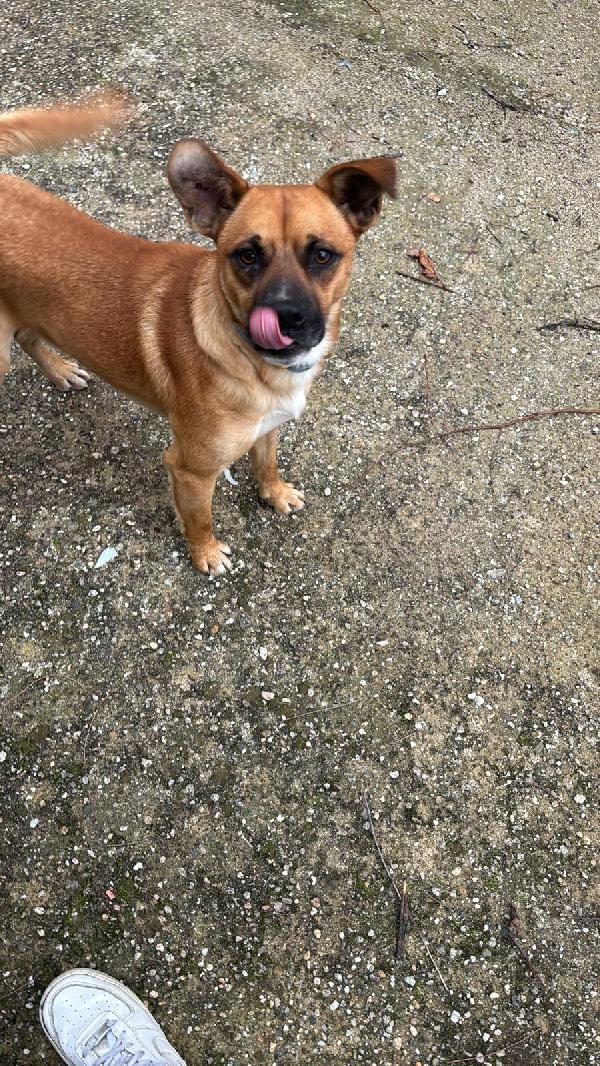 Tonino 15 kg  Foto 2