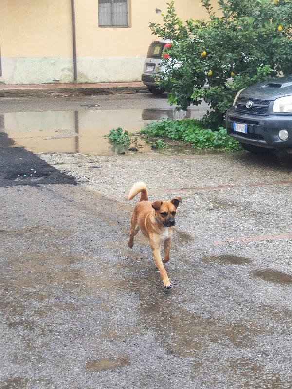 Tonino 15 kg  Foto 3