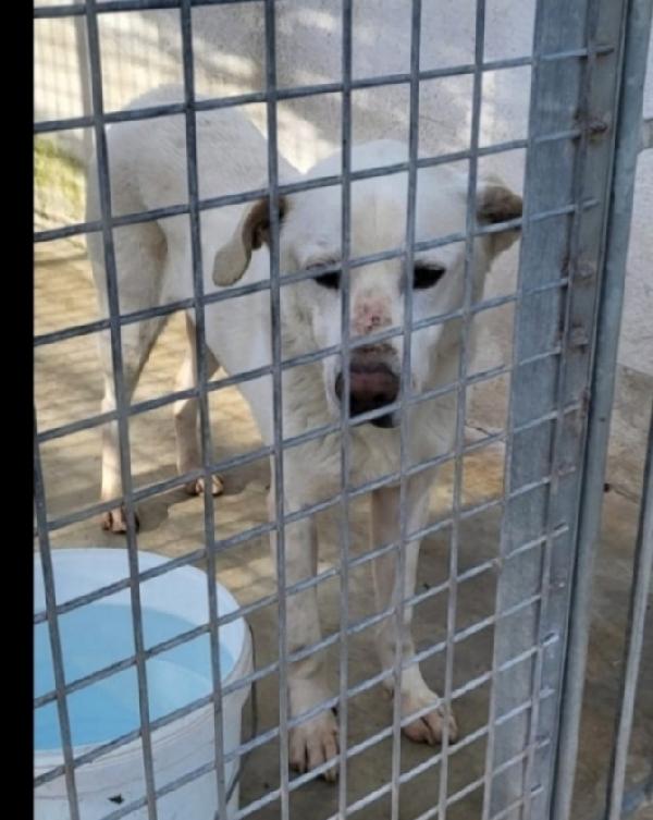 Rino X 7Anni Con La Museruola H 24!!