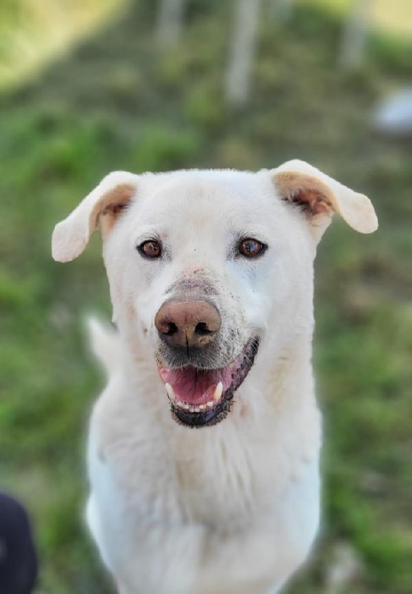 Rino x 7ANNI CON LA MUSERUOLA H 24!! Foto 2