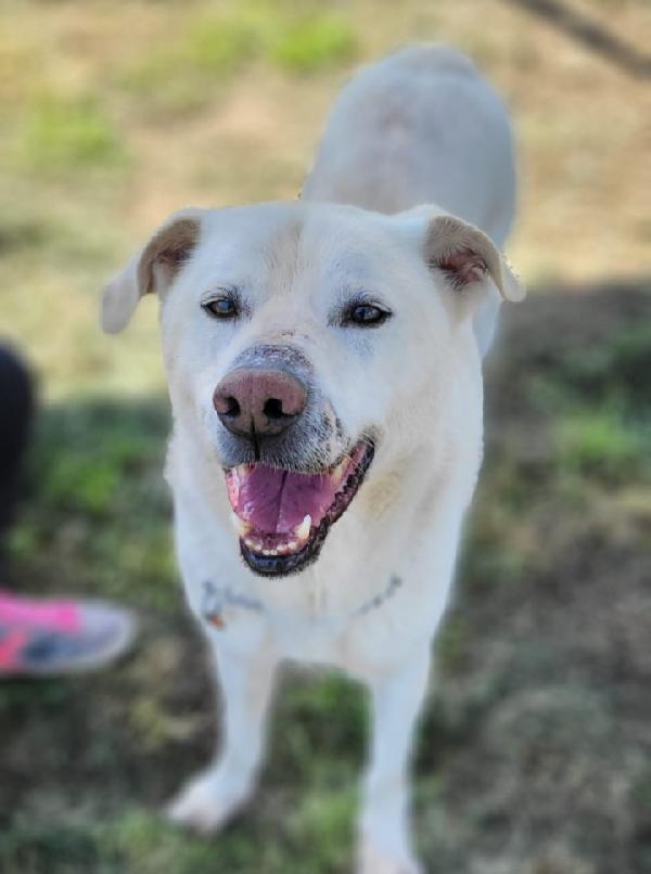 Rino x 7ANNI CON LA MUSERUOLA H 24!! Foto 5