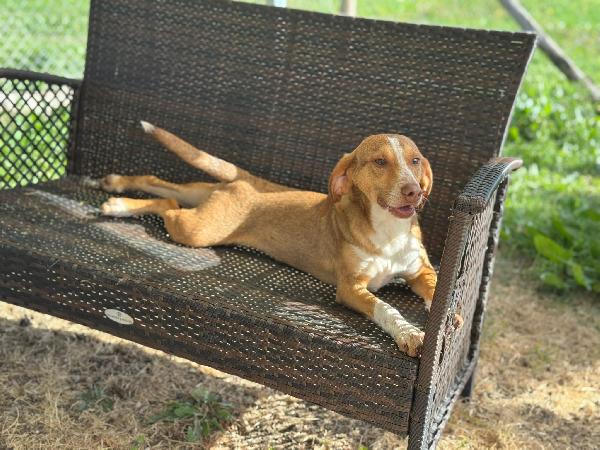 Pangolino Merita Una Famiglia 