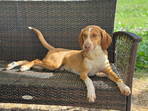 Pangolino merita una famiglia  Foto 2