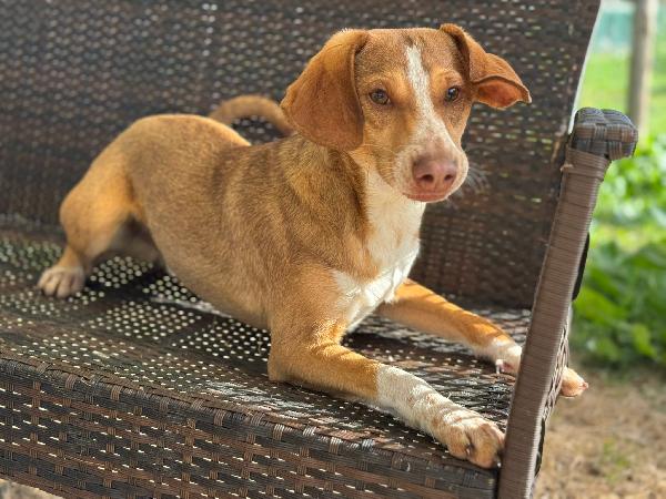 Pangolino merita una famiglia  Foto 3