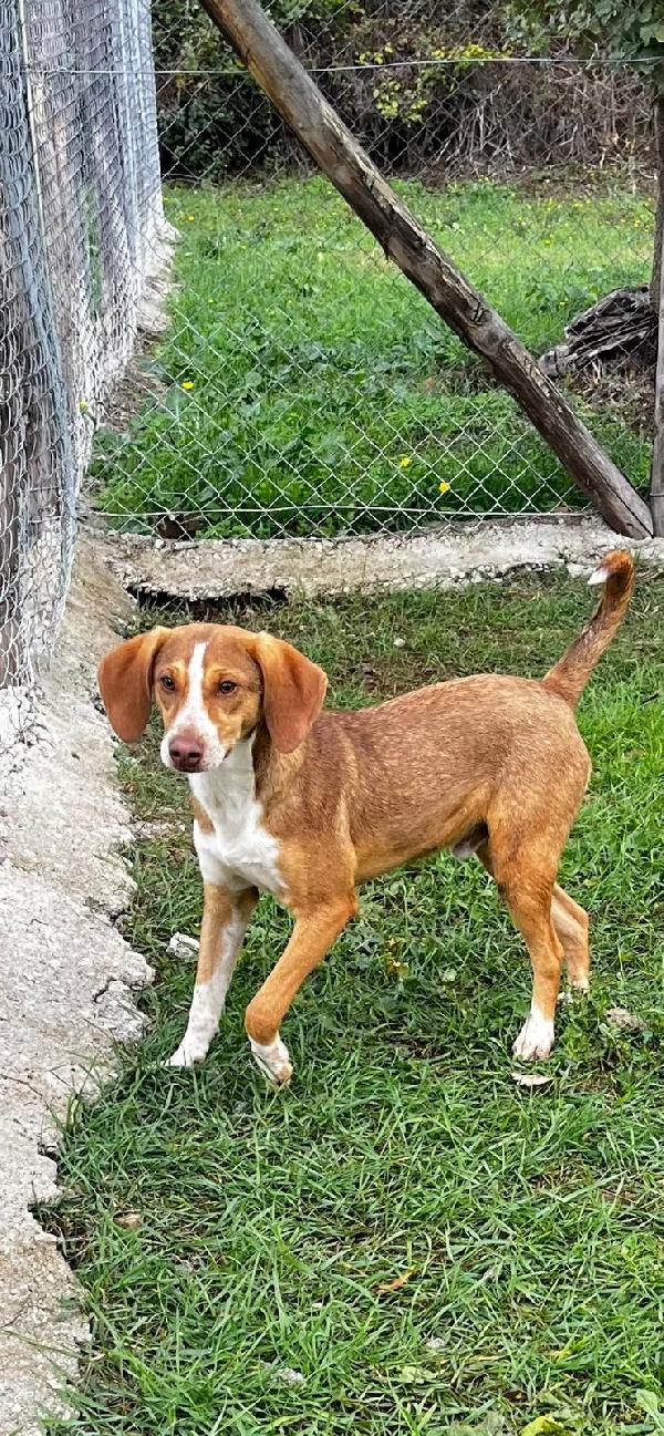 Pangolino merita una famiglia  Foto 4