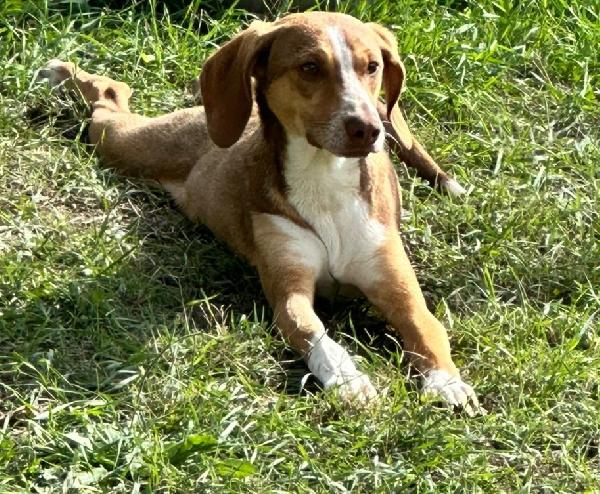 Pangolino merita una famiglia  Foto 5