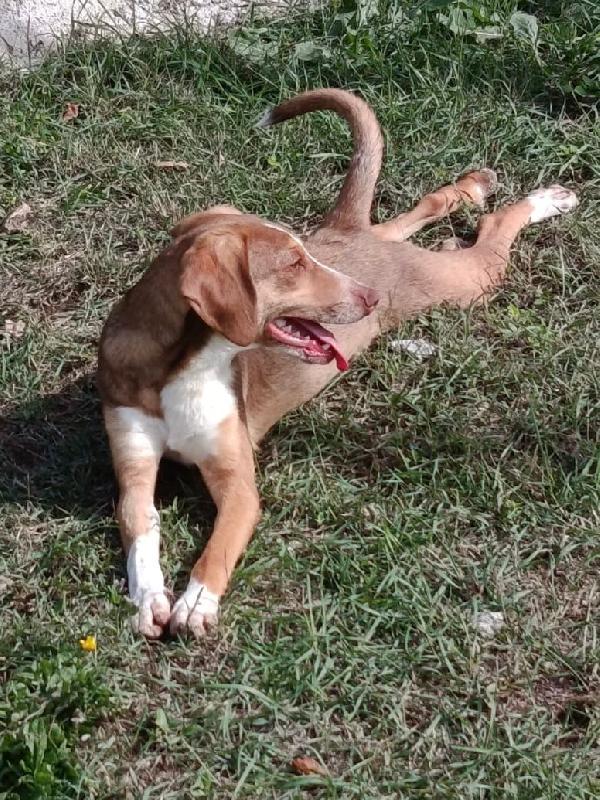 Pangolino merita una famiglia  Foto 6