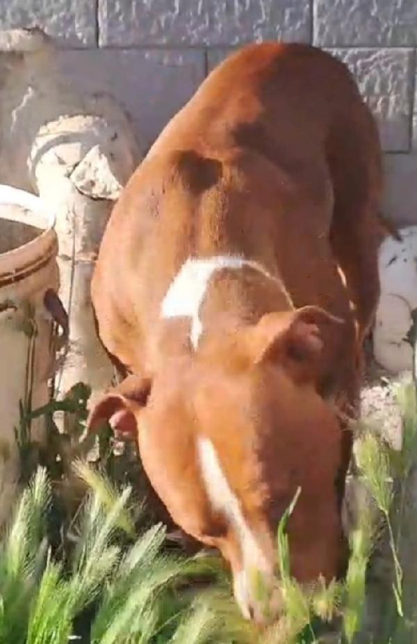 Pitbull 13/15 mesi bello e buono.SOS COSENZA  Foto 6