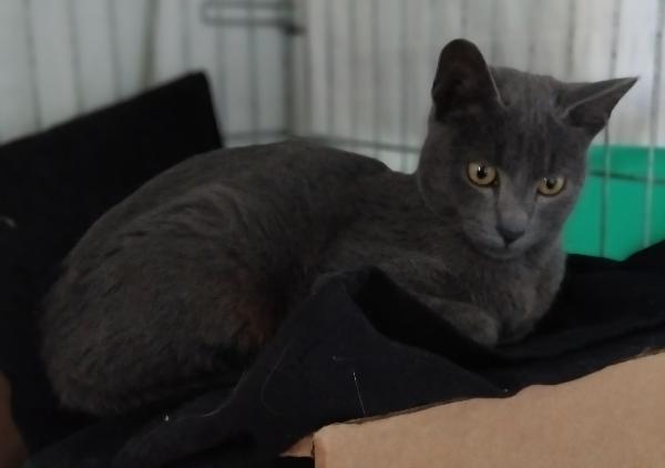 Simil Certosini Di 5 Mesi