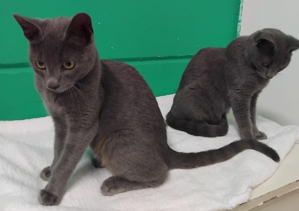 SIMIL CERTOSINI DI 5 MESI Foto 5