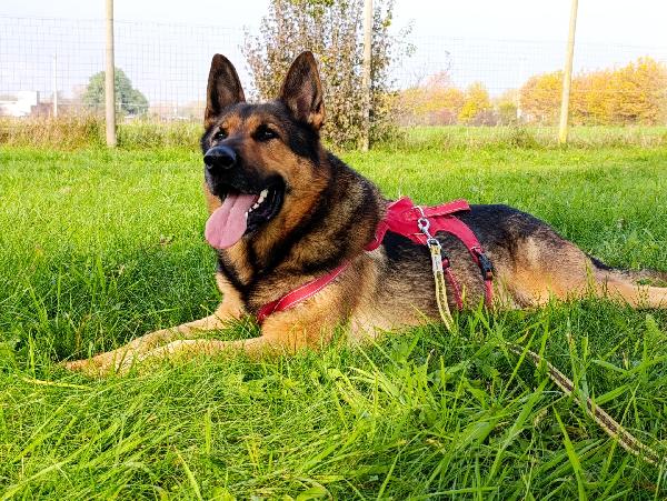 Ricky, Adozione Urgente! 