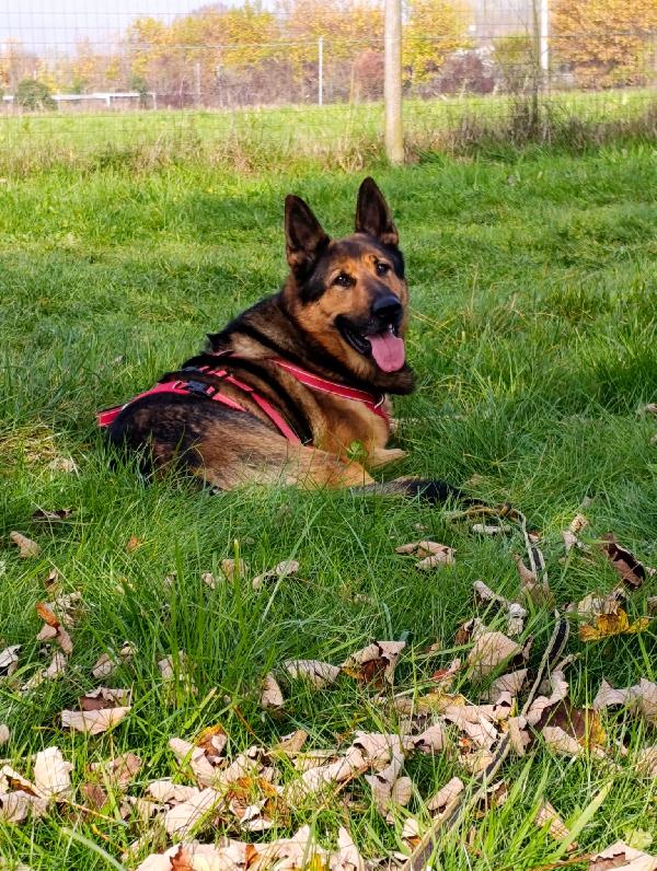 Ricky, adozione urgente!  Foto 2