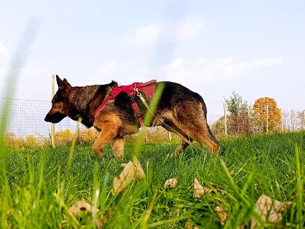 Ricky, adozione urgente!  Foto 3