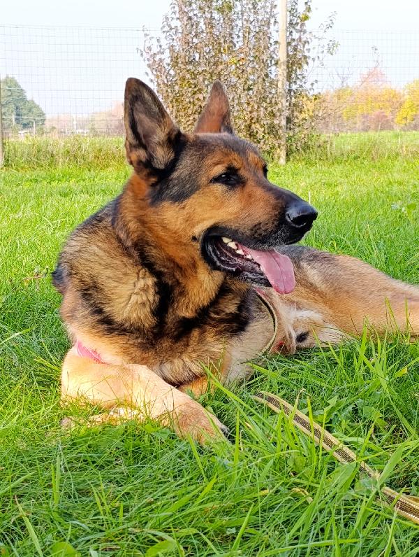 Ricky, adozione urgente!  Foto 4