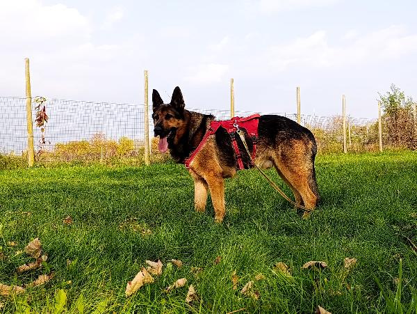 Ricky, adozione urgente!  Foto 5