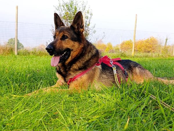 Ricky, adozione urgente!  Foto 6