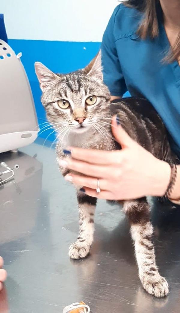 Gabriel: Delizioso Micio Di 9 Mesi Cerca Famiglia 